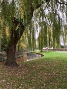 14th Nov 2017 - Weeping Willow