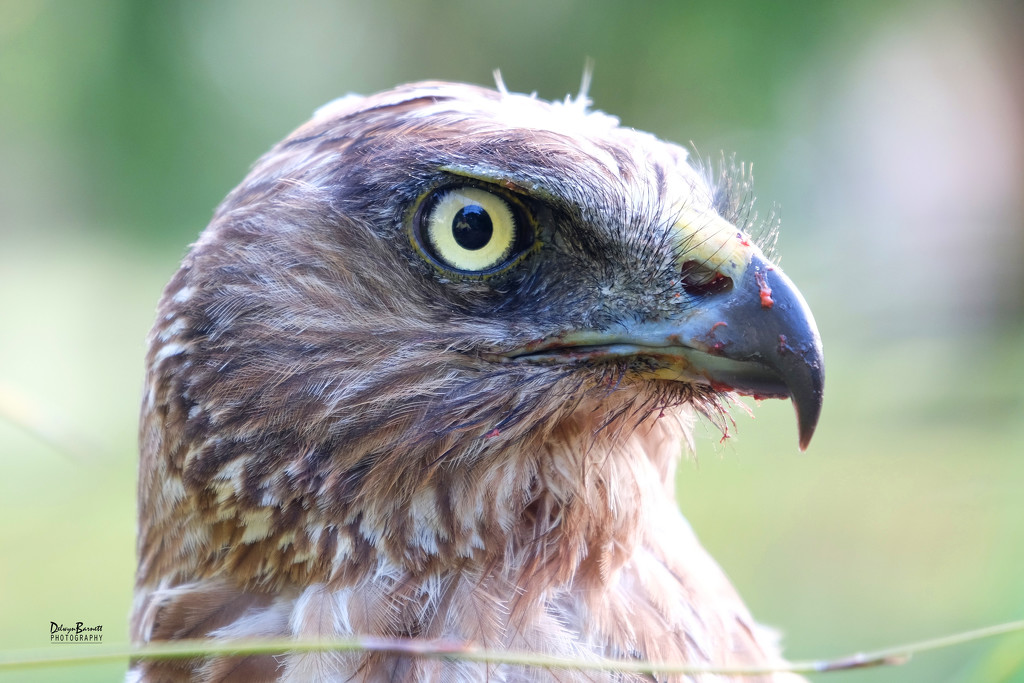 New Zealand Swamp Harrier Hawk by dkbarnett