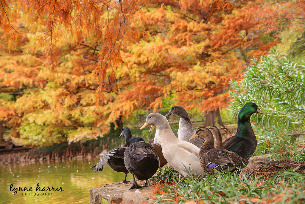 Ducks at Clark Gardens by lynne5477