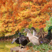 Ducks at Clark Gardens by lynne5477