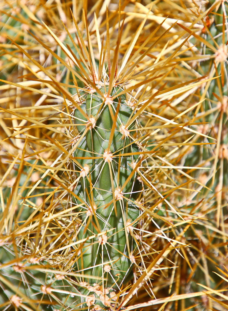 Cactus Sharpus by terryliv