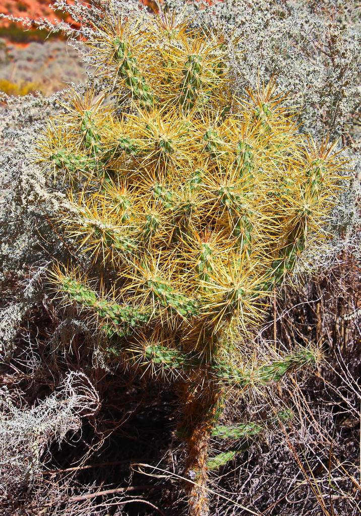 Golden Cholla - I think by terryliv
