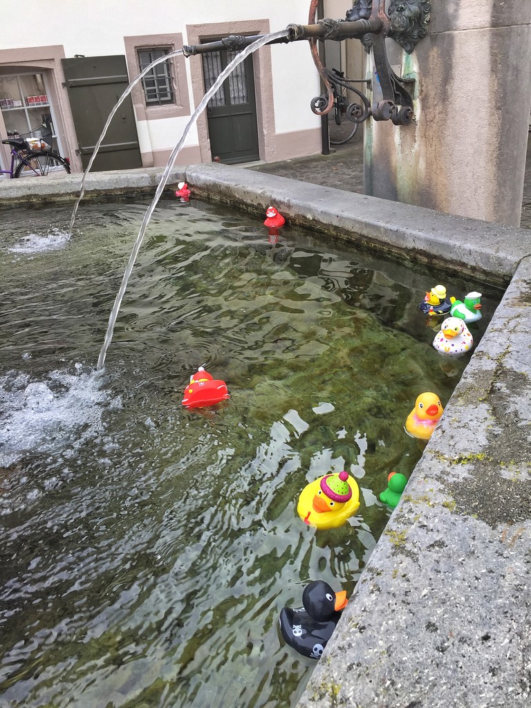  Ducks in the fountain.  by cocobella