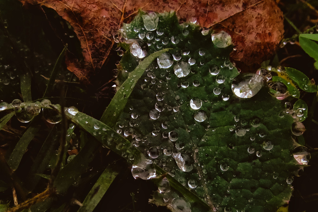 Raindrops - I Want Dewdrops by milaniet