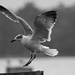 Seagull About to Land! by rickster549