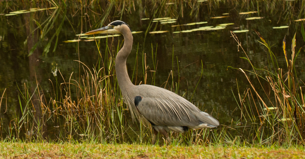 Drive By Blue Heron! by rickster549