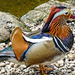 A Mandarin Duck....... by ludwigsdiana