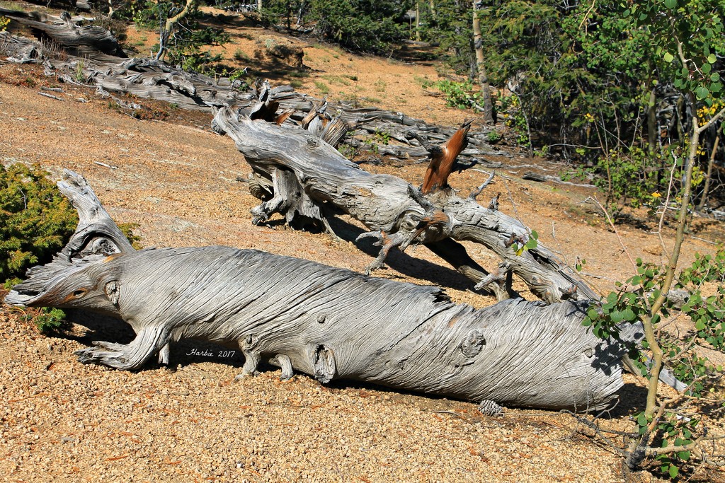 Logs on a Hillside by harbie