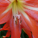 Hippeastrum by onewing