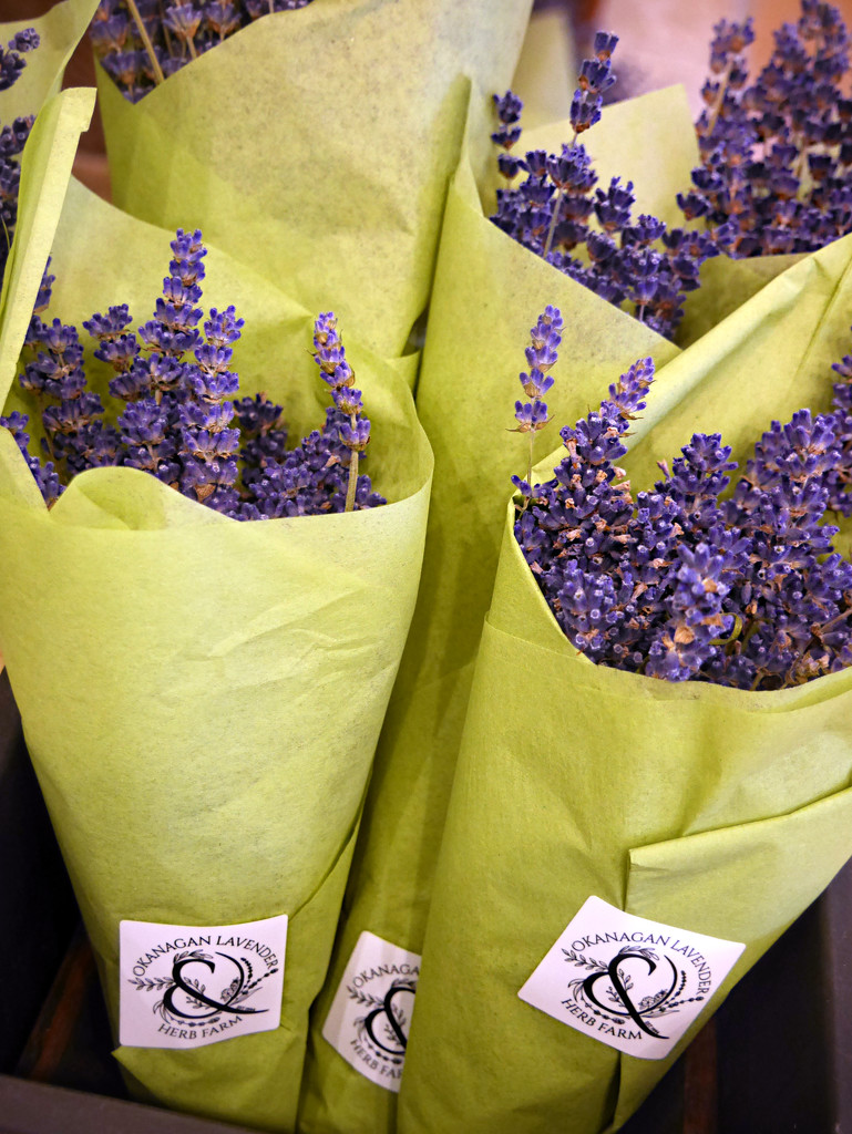 Lavender Cones  by gq