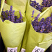 Lavender Cones  by gq
