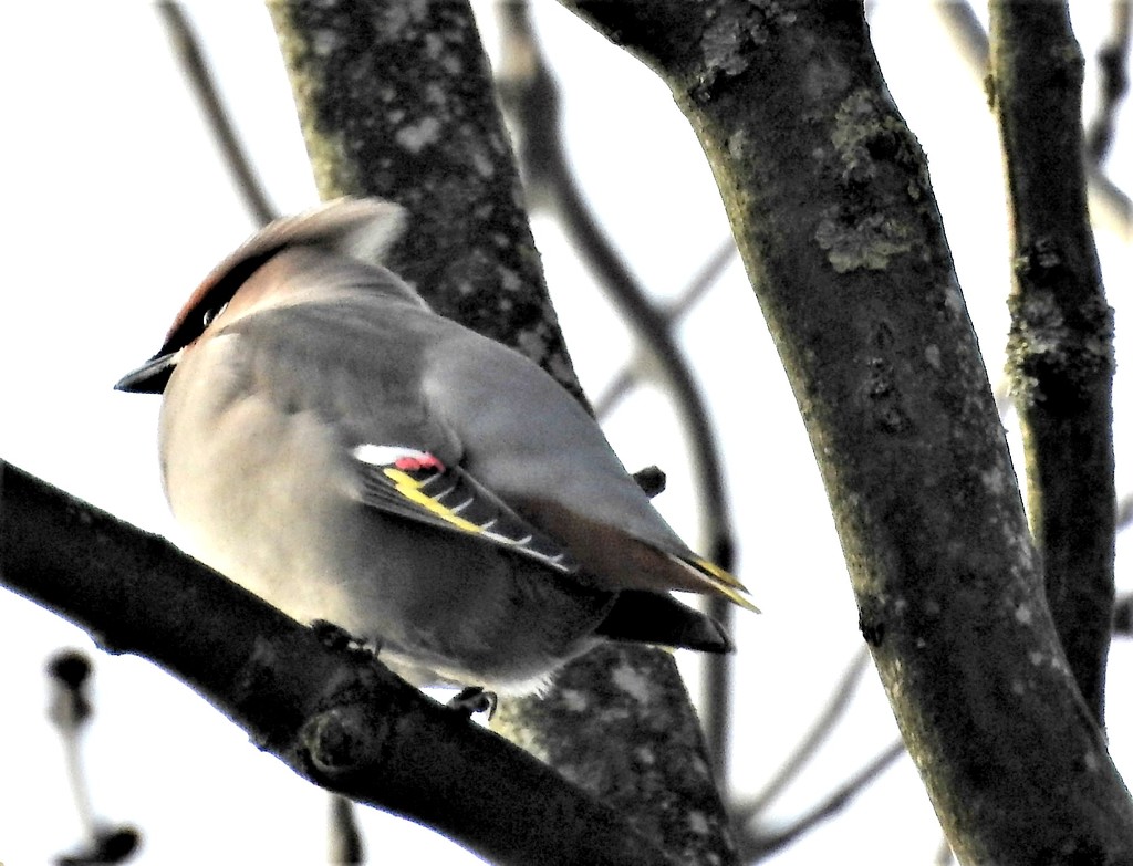 Waxwing by oldjosh