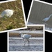 Egrets by oldjosh