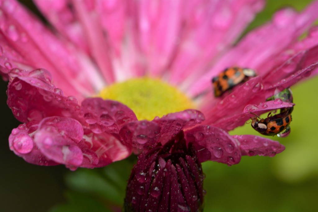 Chrysanthemum, raindrops - different pov... by ziggy77