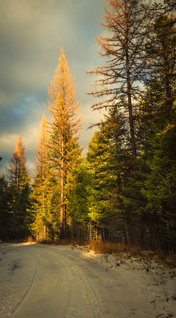Sunlit Larch by 365karly1
