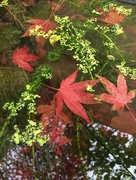 15th Nov 2017 - Leaves in the pond