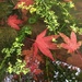 Leaves in the pond by 365projectmaxine