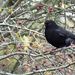 Spot the spotty blackbird by suzanne234