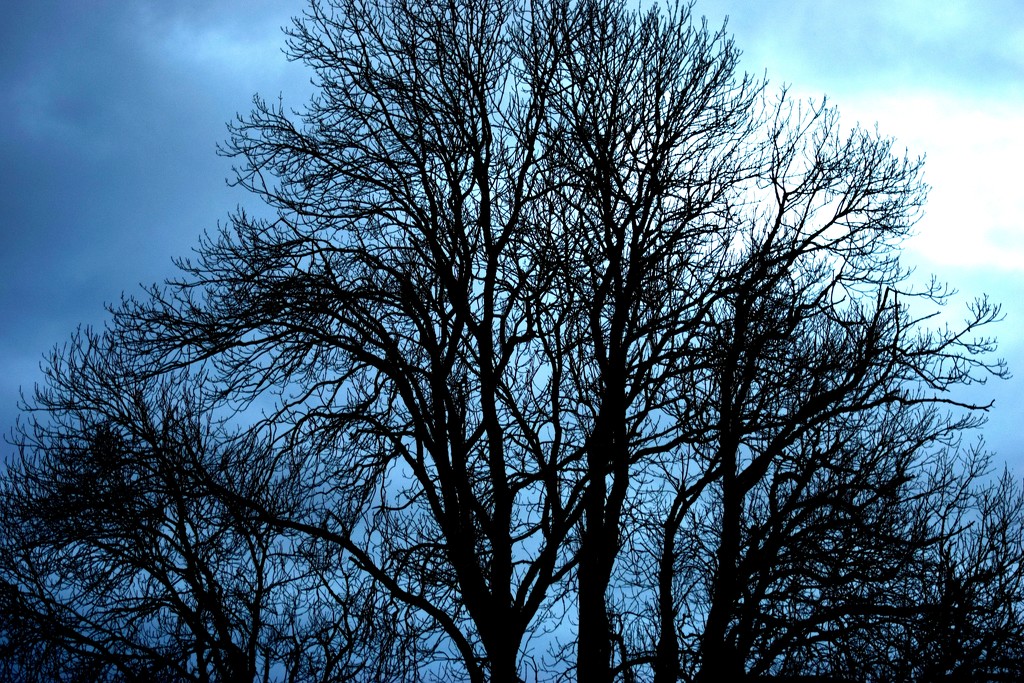 tree at dusk by christophercox