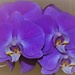  My Birthday Orchid ~   by happysnaps