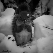 16th Nov 2017 - Our resident Squirrel 