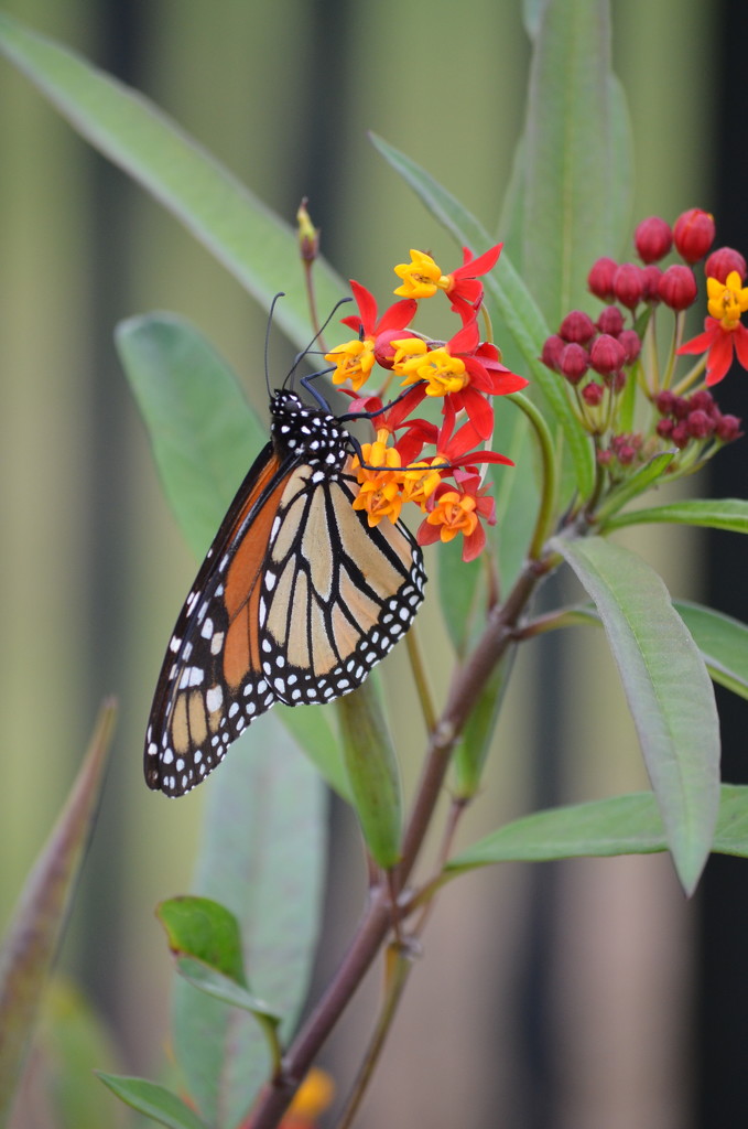 Butterfly weed! by kdrinkie