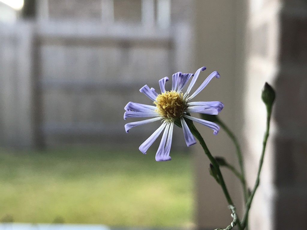 Purple daisy by kdrinkie