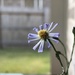 Purple daisy by kdrinkie