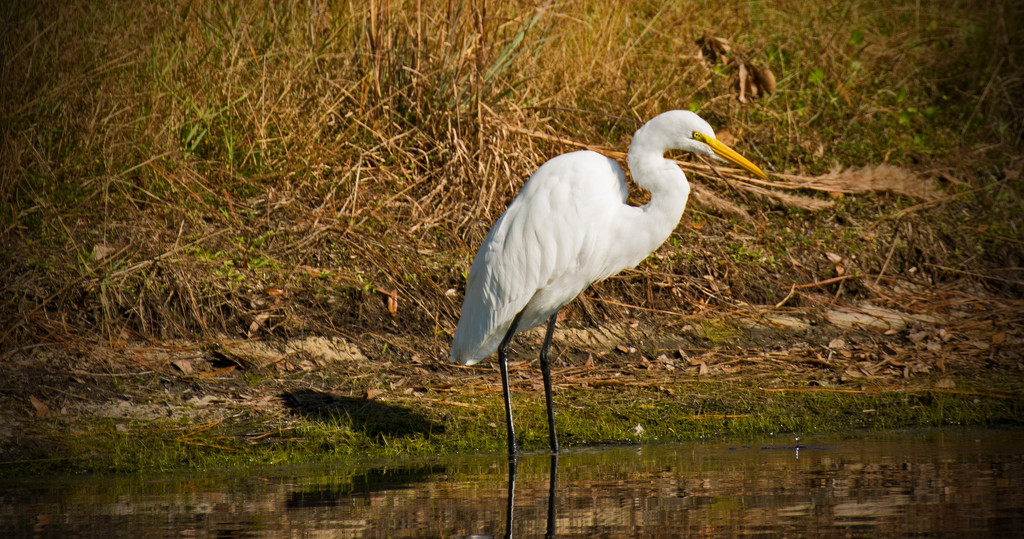 Just Another Egret! by rickster549
