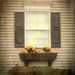 Window Box by lstasel