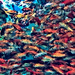 Fish Chaos  by joysfocus