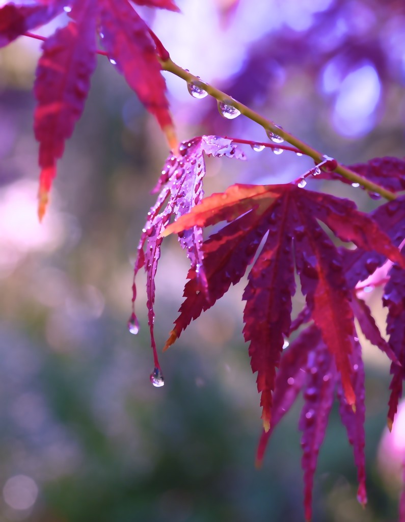 Purple Rain by joysfocus