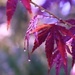 Purple Rain by joysfocus
