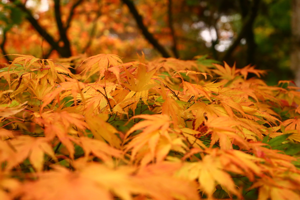 Acer Leaves by phil_sandford