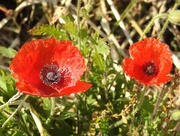 12th Nov 2017 - Poppies for Remembrance Sunday