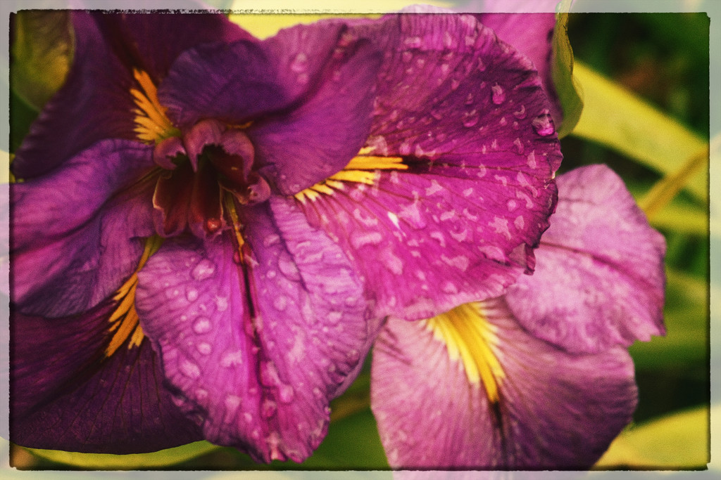 something about an  iris in the rain  by kali66