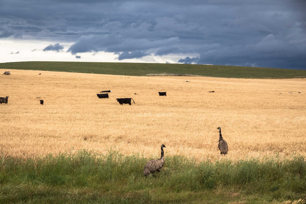 wild emus before the storm by pusspup