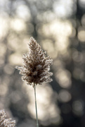 14th Nov 2017 - Pampas Grass Bokeh