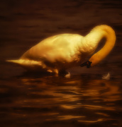 16th Nov 2017 - the golden swan