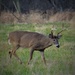 One More of the Big Buck by brillomick