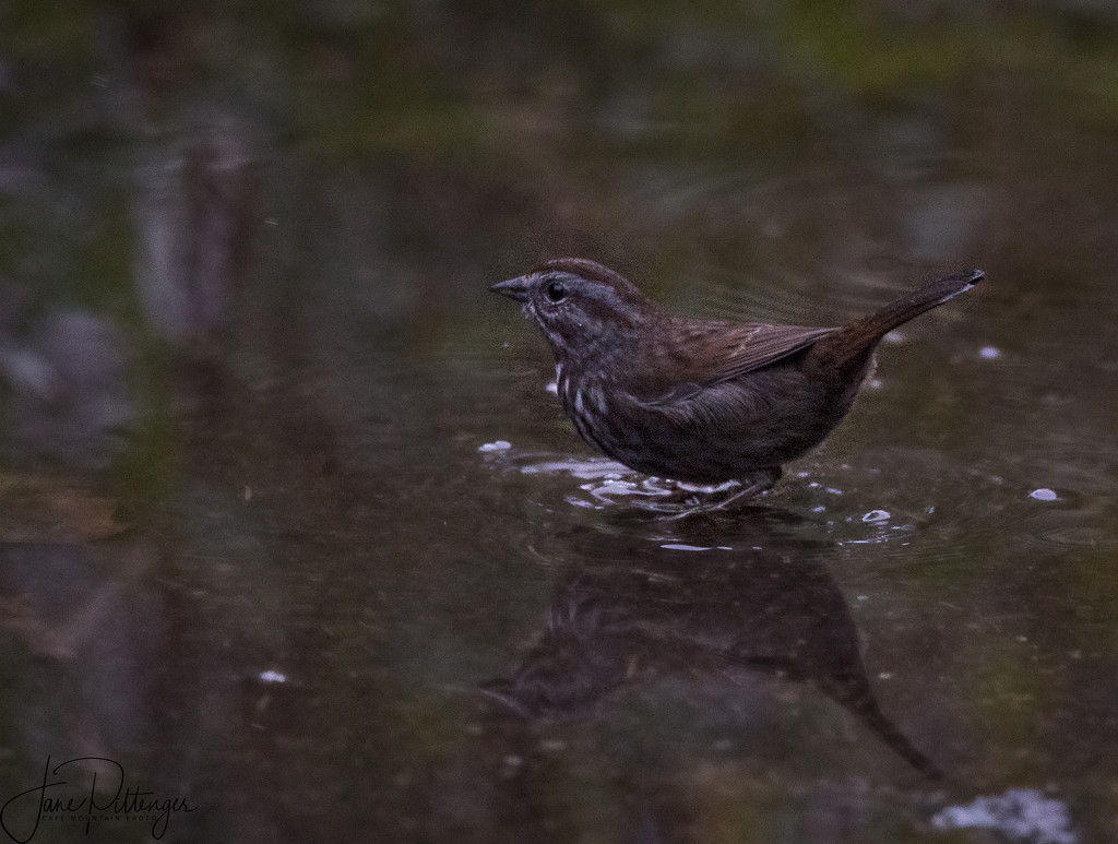 Sparrow Enjoying An Early Morning Bath by jgpittenger
