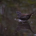 Sparrow Enjoying An Early Morning Bath by jgpittenger
