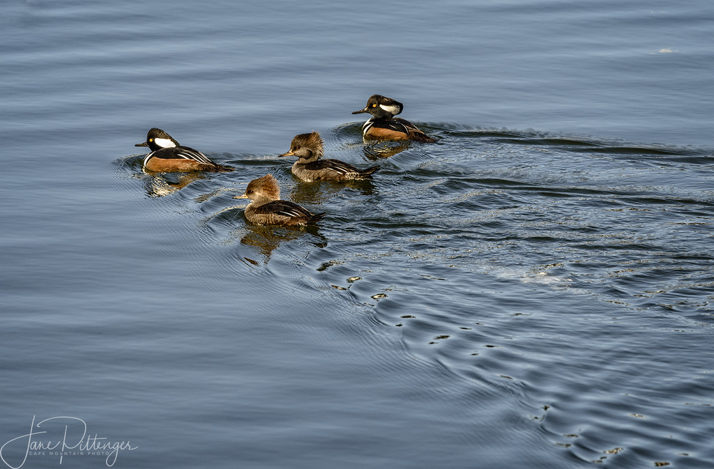 Two Hooded Merganzer Pairs Out for a Swim in the Sunlight by jgpittenger