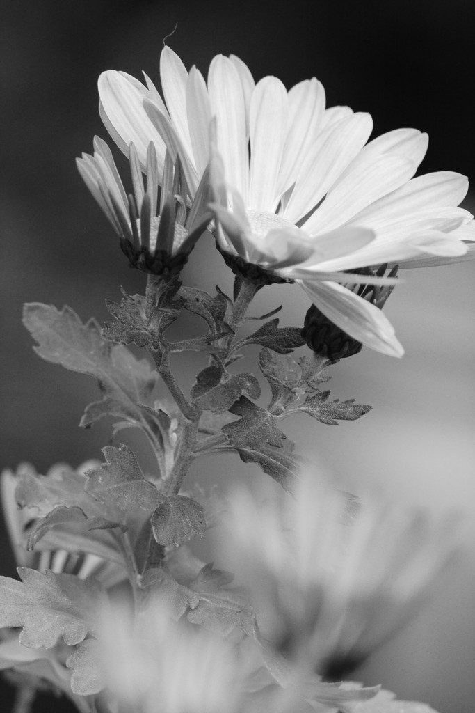 Chrysanthemums.. by ziggy77