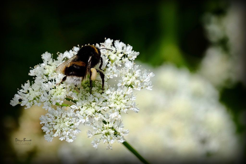 Bumbling bee by dkbarnett
