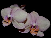 2nd Jan 2011 - Orchids