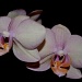 Orchids by andycoleborn