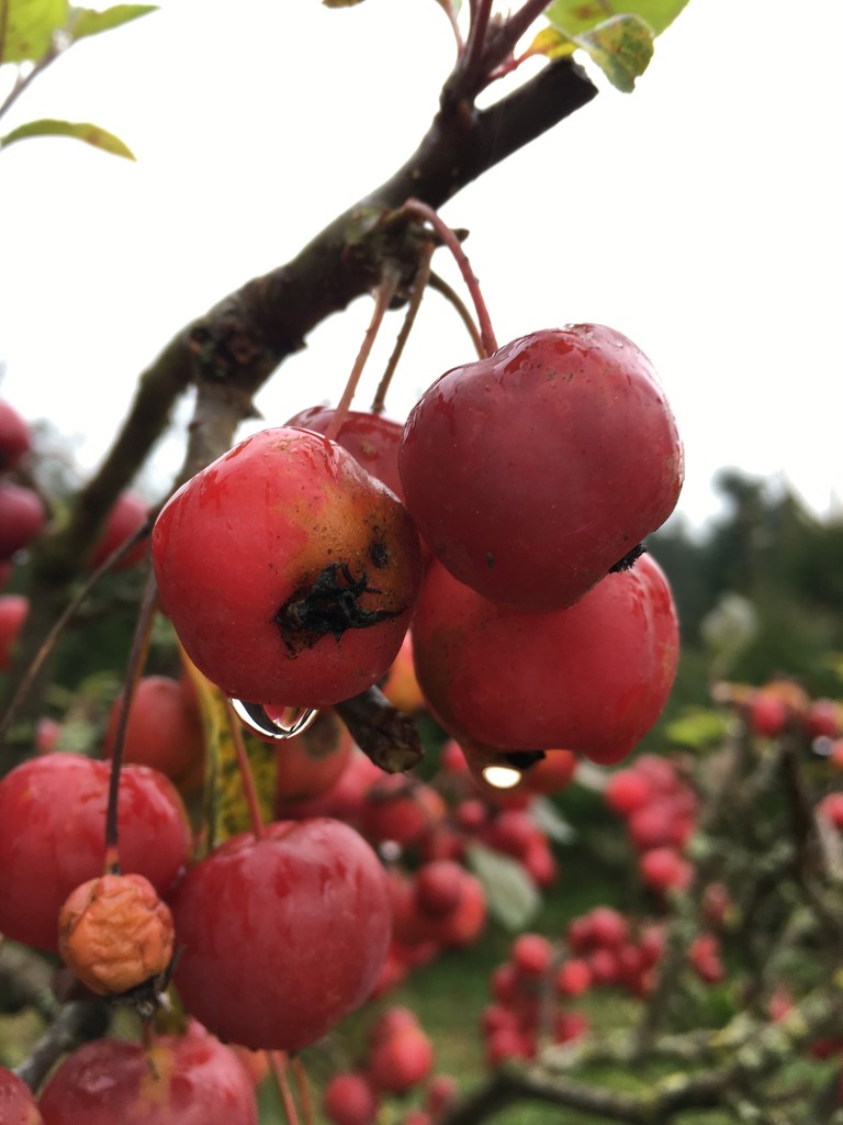 Crab apples in the rain by 365projectmaxine