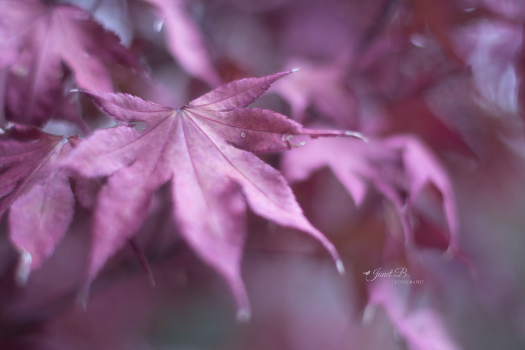 Light On The Maple by janetb