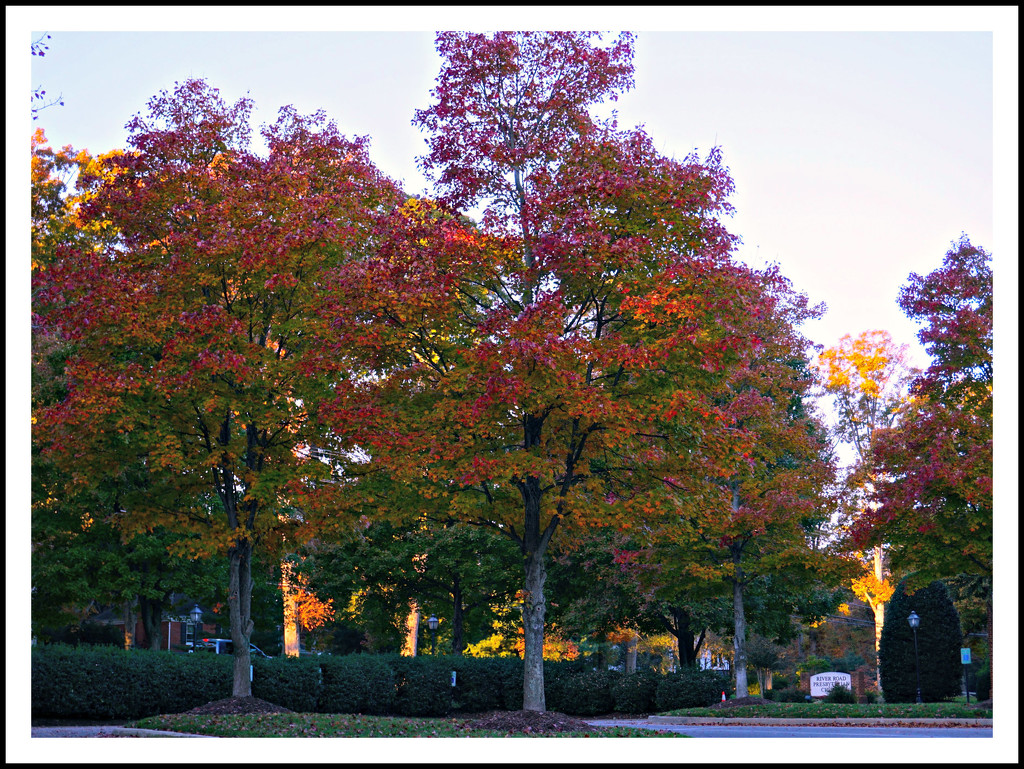 Fall Foliage by allie912